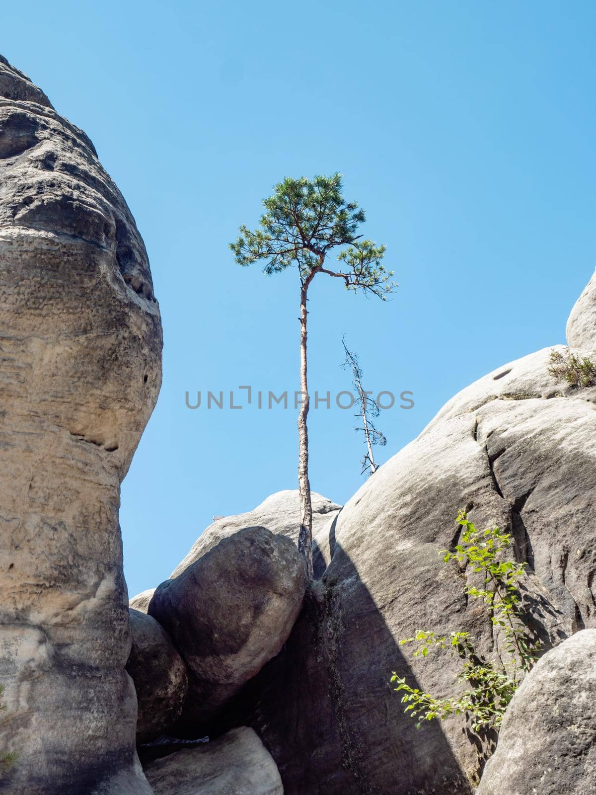 Wild bonsai of pine on sandstone rocks, blue sky without in the background.