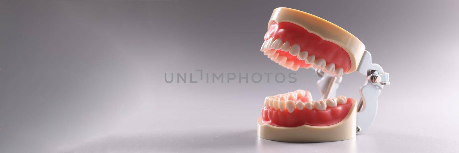 Artificial plastic model of human jaw on gray background closeup by kuprevich