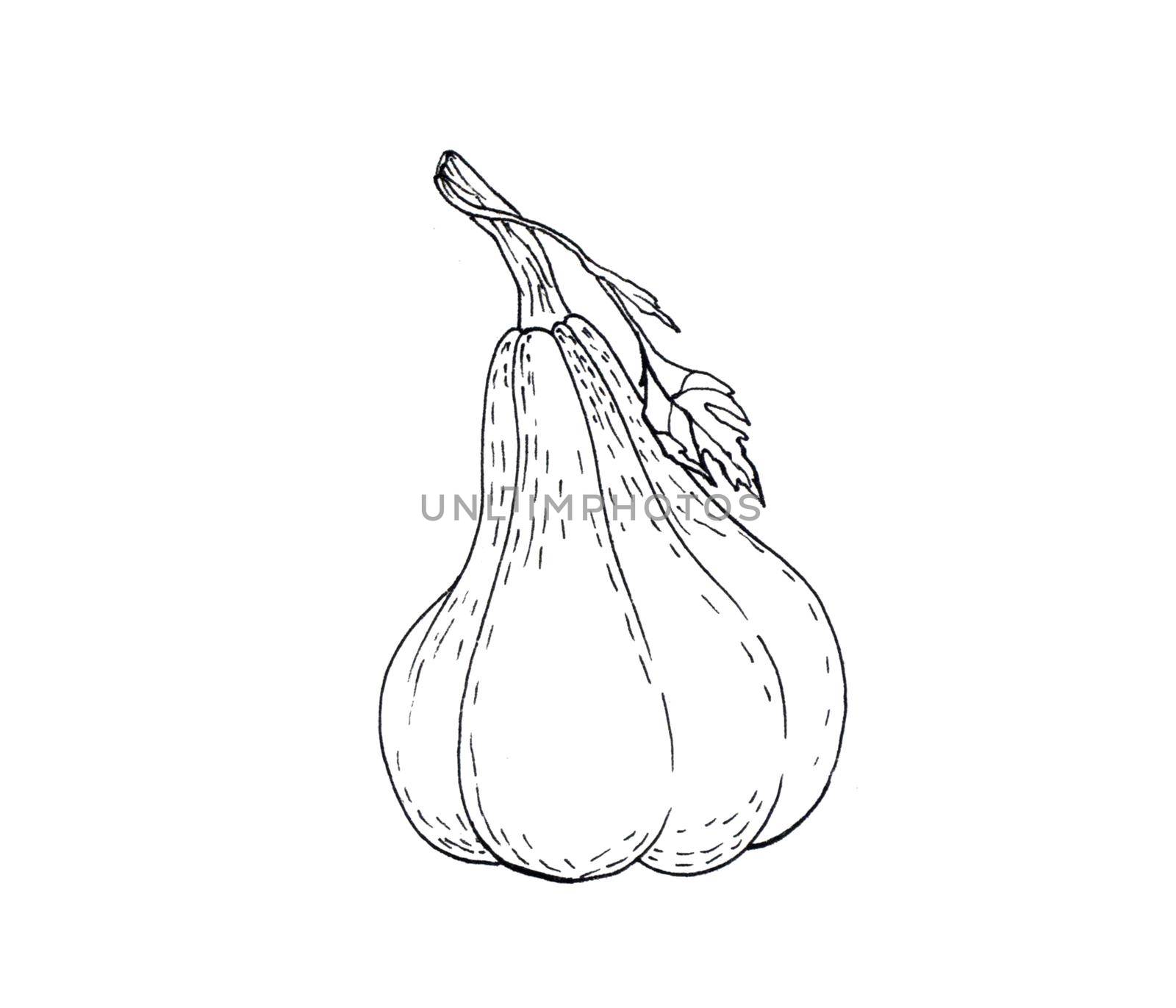 Hand drawn pumpkin outline doodle icon. Food sketch illustration for print, web, mobile and infographics isolated on white background.