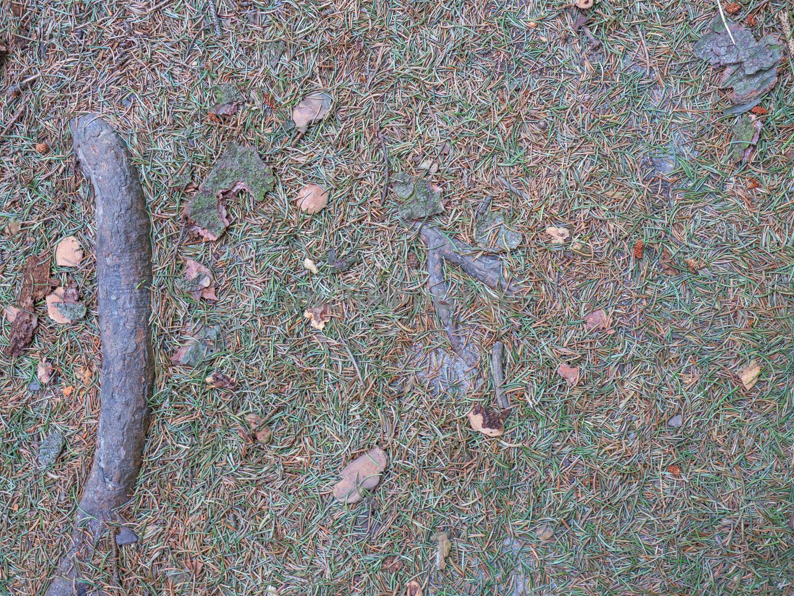 Closeup of a heap of fir needles. Natural disaster. Green conifers under dying trees attacked by the European spruce bark beetle, Ips typographus.