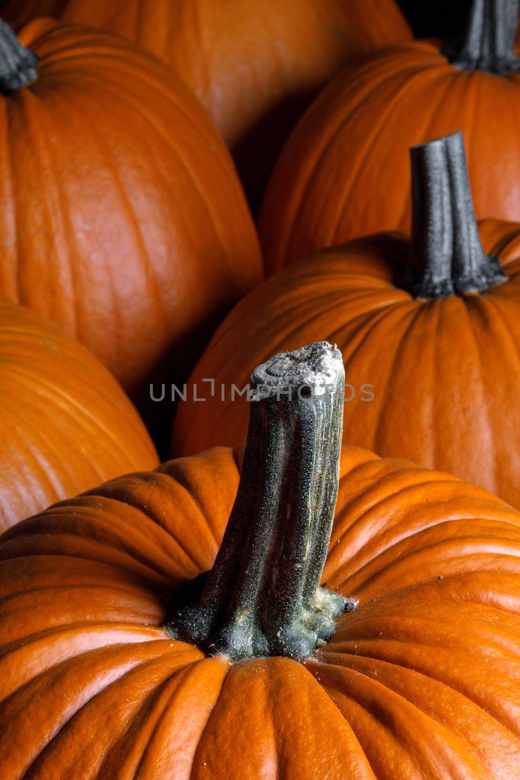 Dark pumpkin background by Yellowj