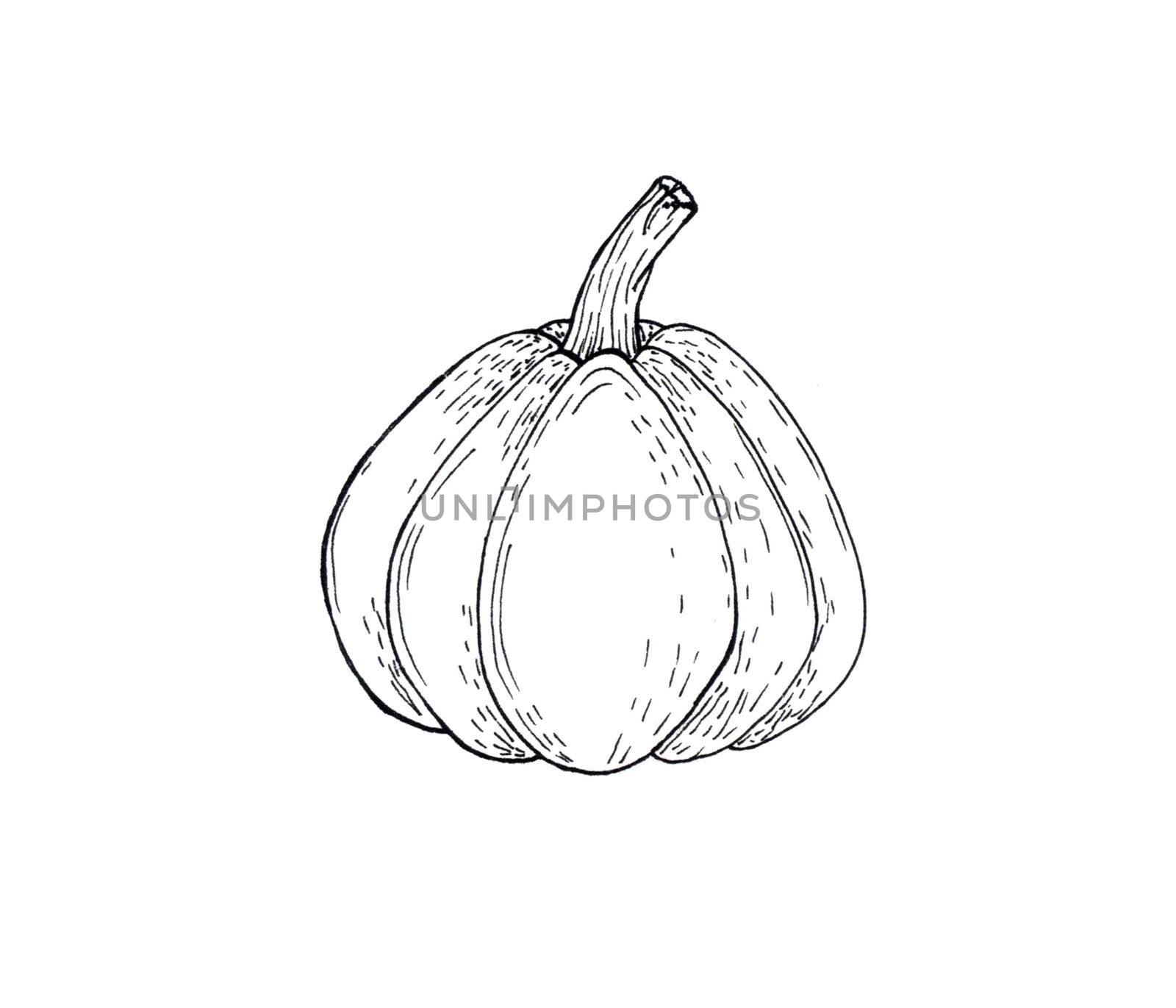 Hand drawn pumpkin outline doodle icon. Food sketch illustration for print, web, mobile and infographics isolated on white background.