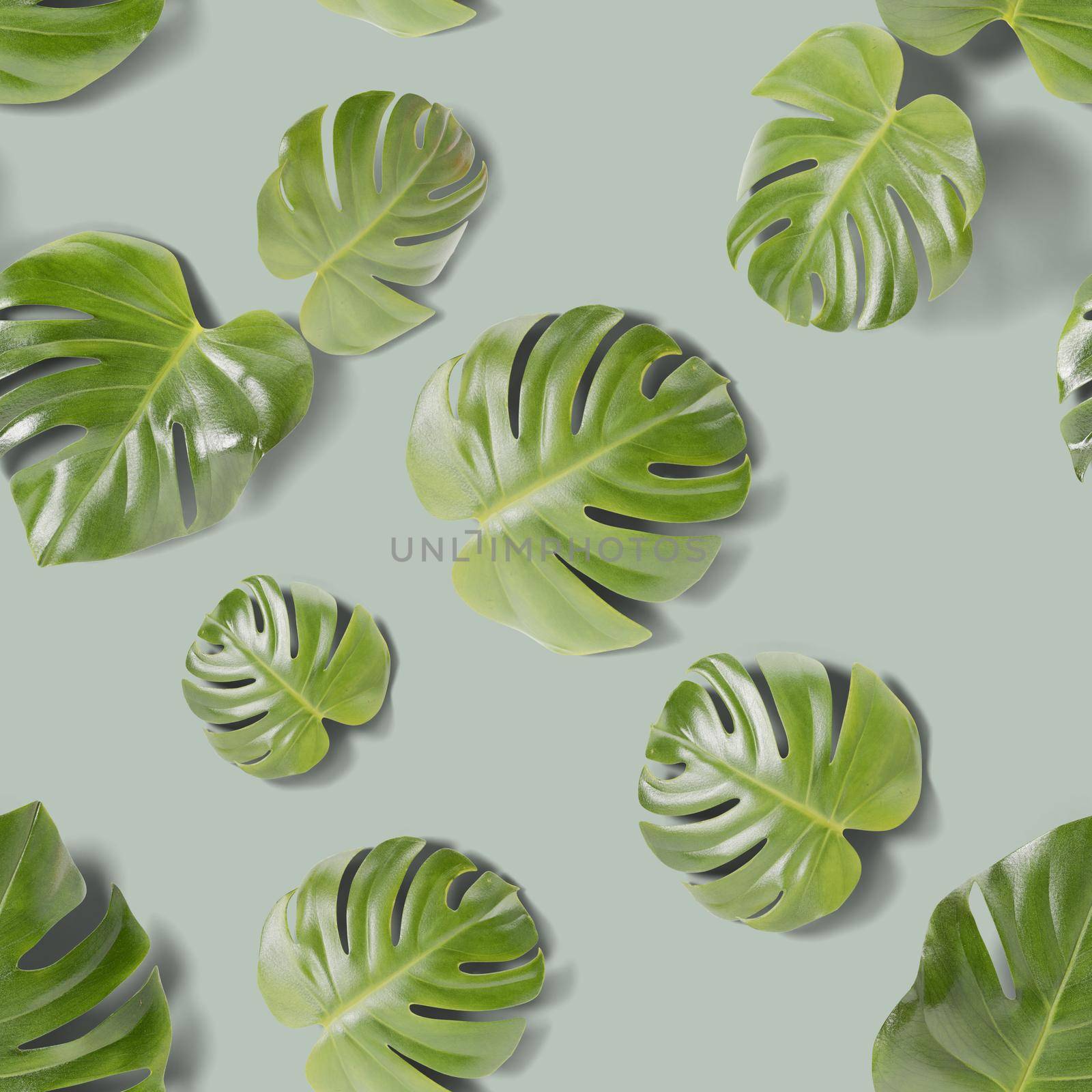 Seamless pattern with monstera leaves on green background. Green tropical jungle monstera leaves with shadows. Swiss Cheese plant. Set of realistic leaves. Top view. Trendy plant. 3d rendering