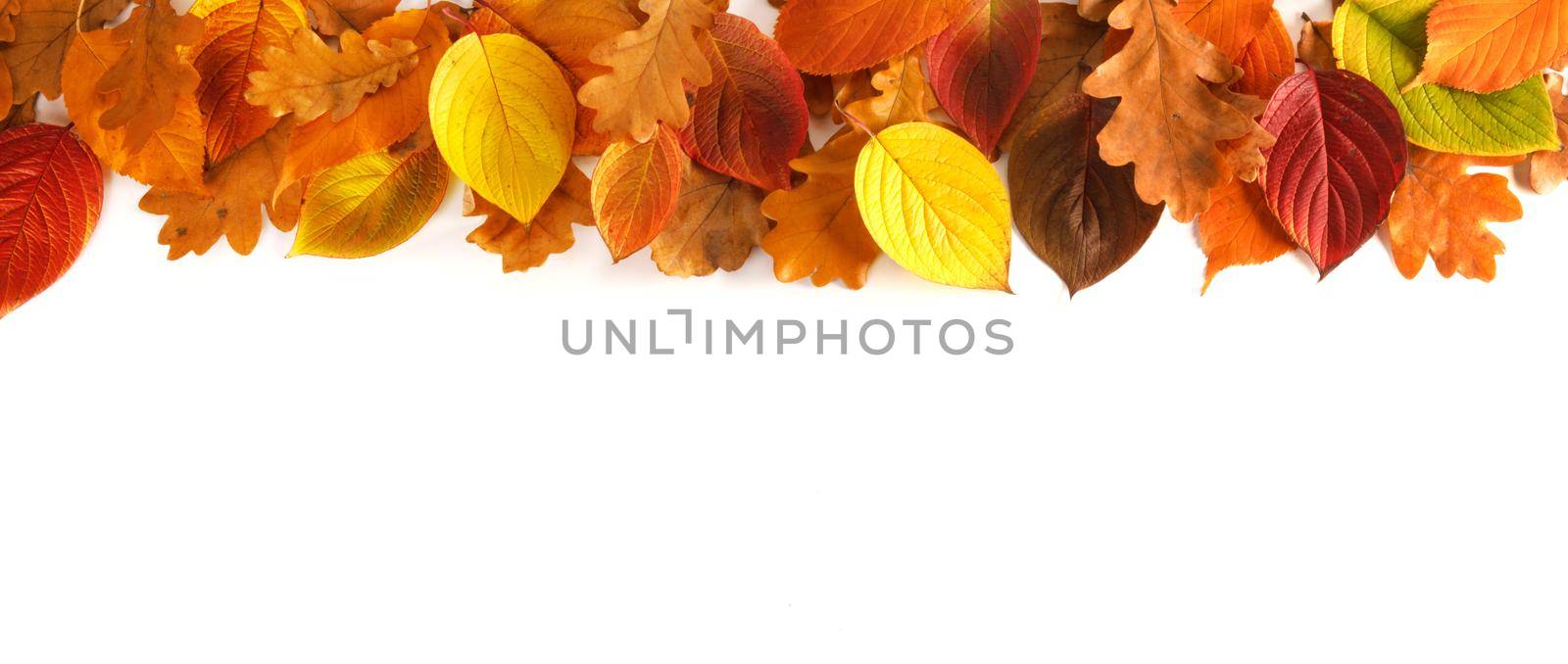 Pattern of colorful autumn leaves border frame design isolated on white background with copy space for text