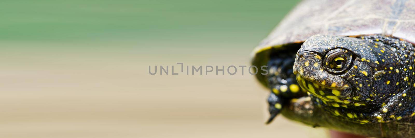 European pond turtle Emys orbicularis on a sunny summer day. Close up.