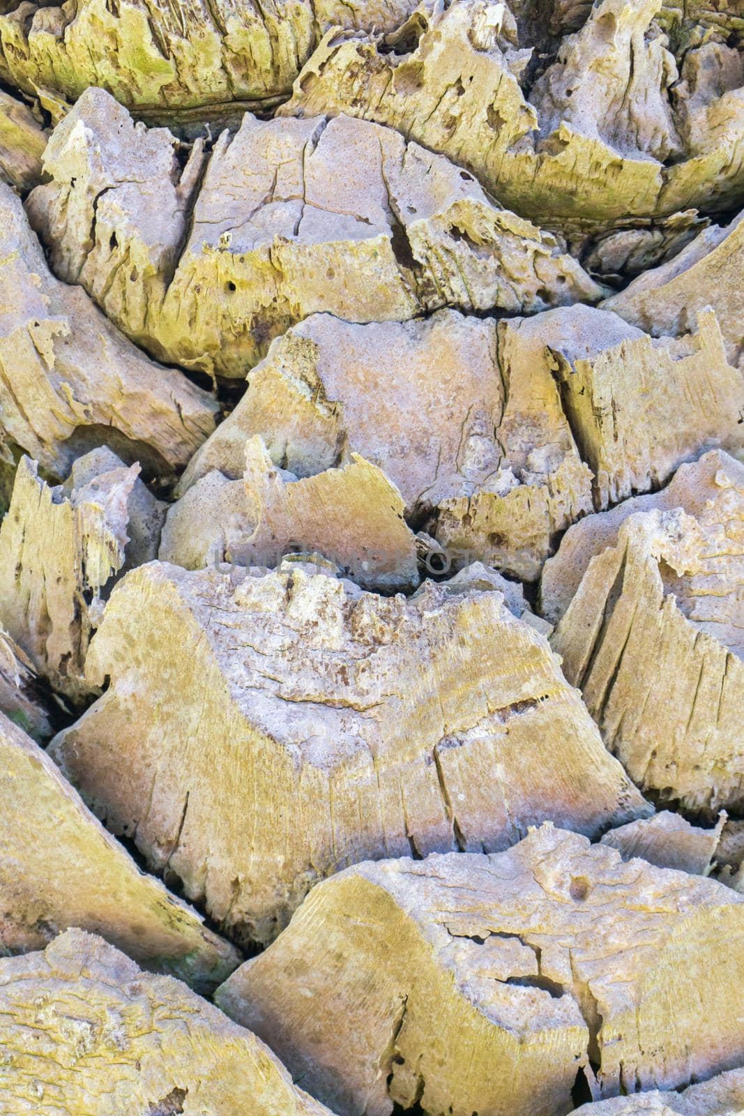 The gray trunk of an old palm tree eaten by beetles. Natural background