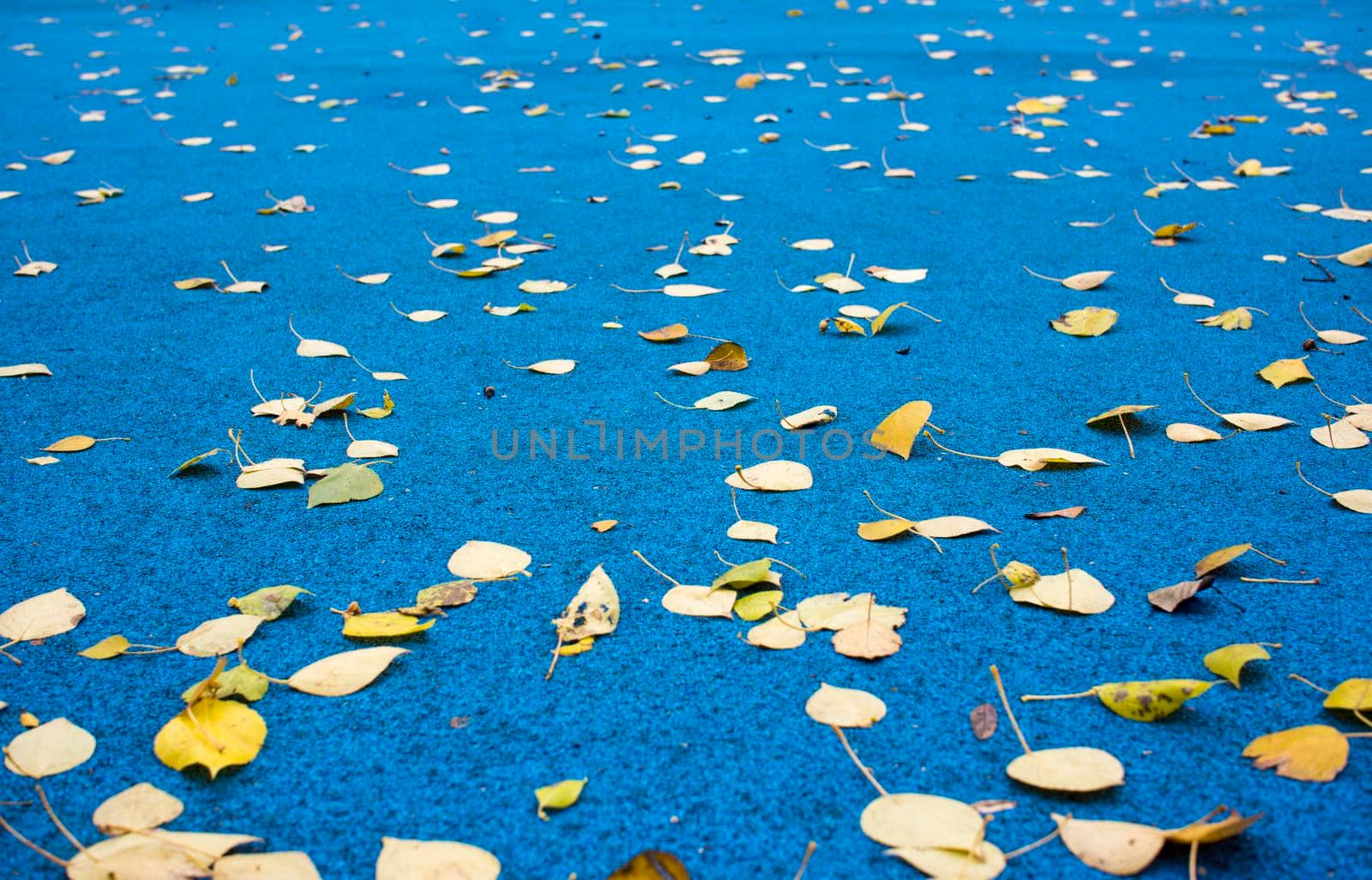 Colourful fall leaves in pond lake water, floating autumn leaf. Fall season leaves in rain puddle. Sunny autumn day foliage. October weather, november nature background. Beautiful reflection in water