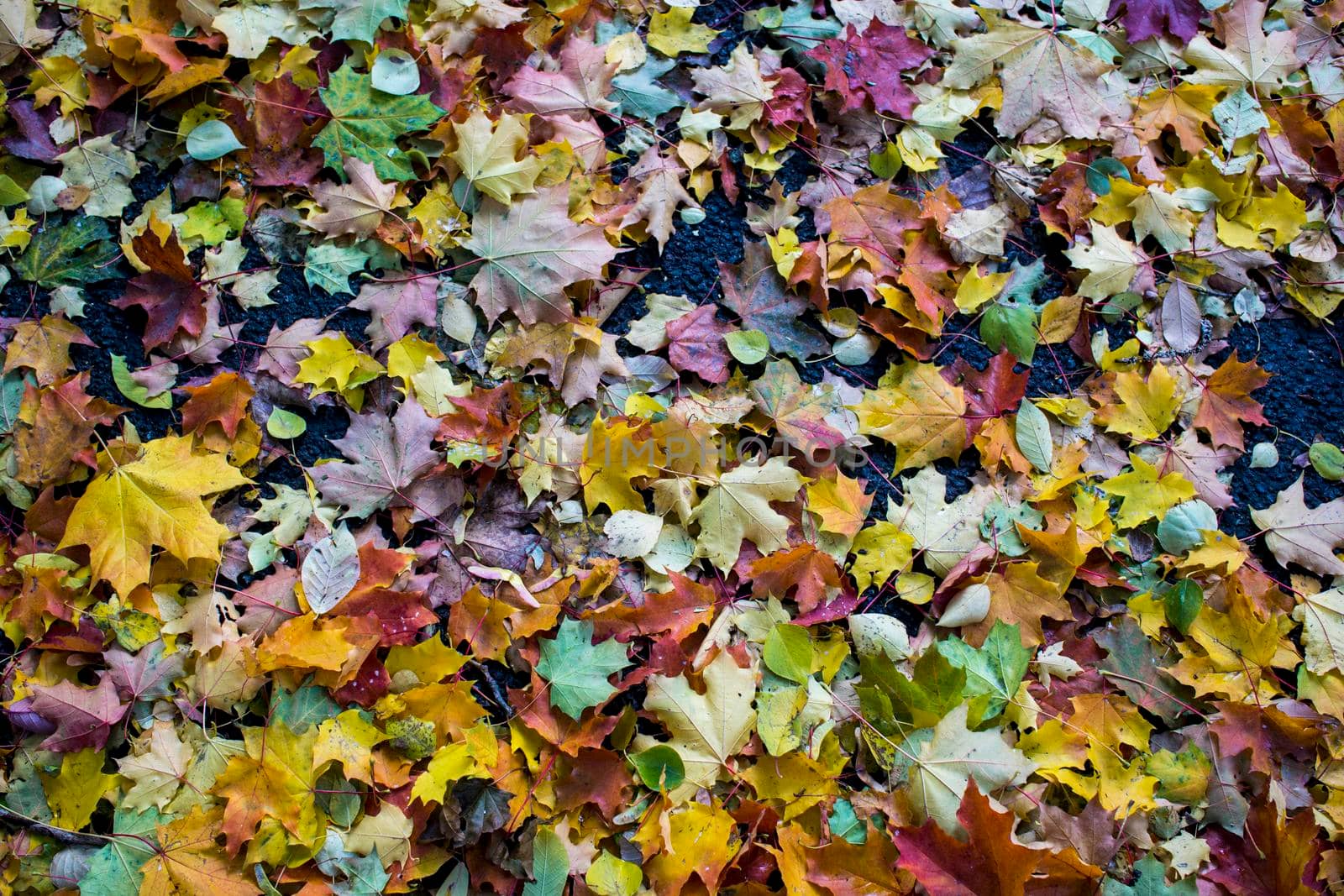 Autumn fallen maple leaves on asphalt, yellow, green. Autumn leaves spread out on the wet and black asphalt. horizontal photo for banner, background. High quality photo