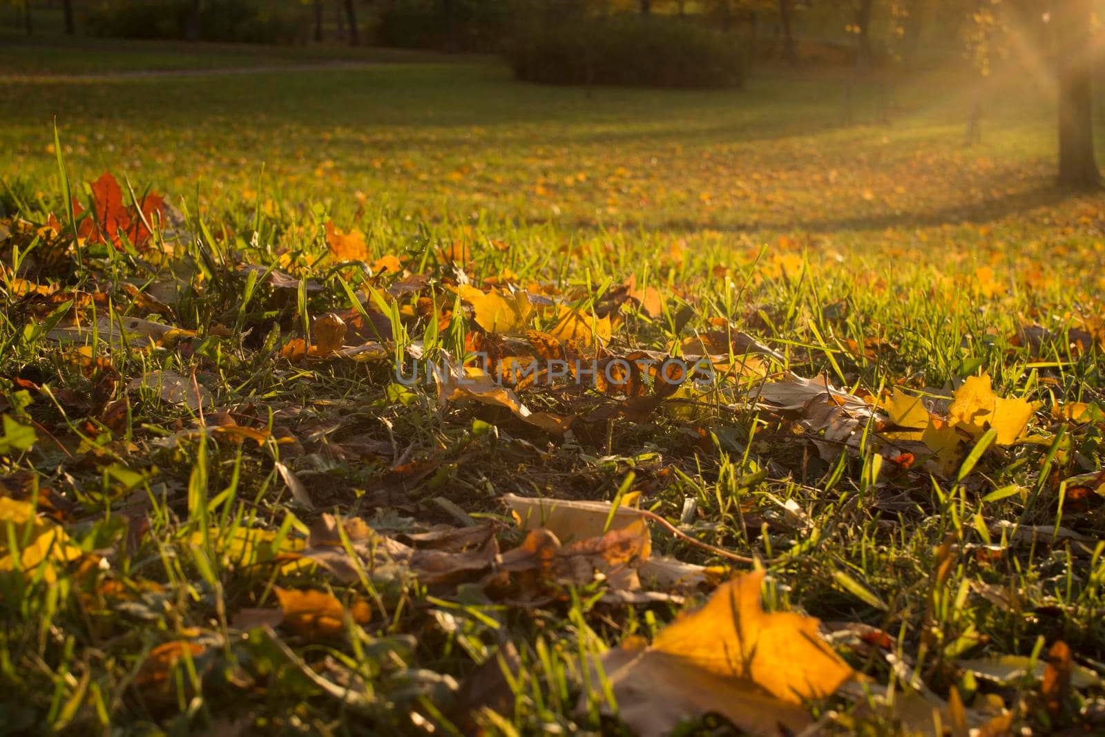 Autumn foliage. Autumn leaves fallen on the ground. Fall leaf. High quality photo