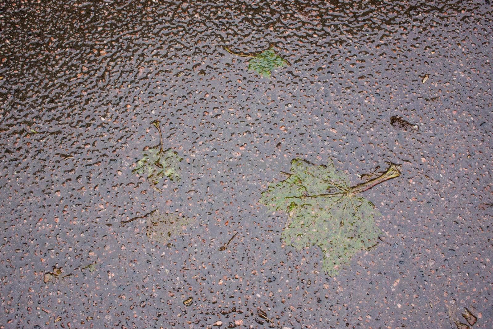 fallen yellow leaves on the asphalt in the rain. High quality photo