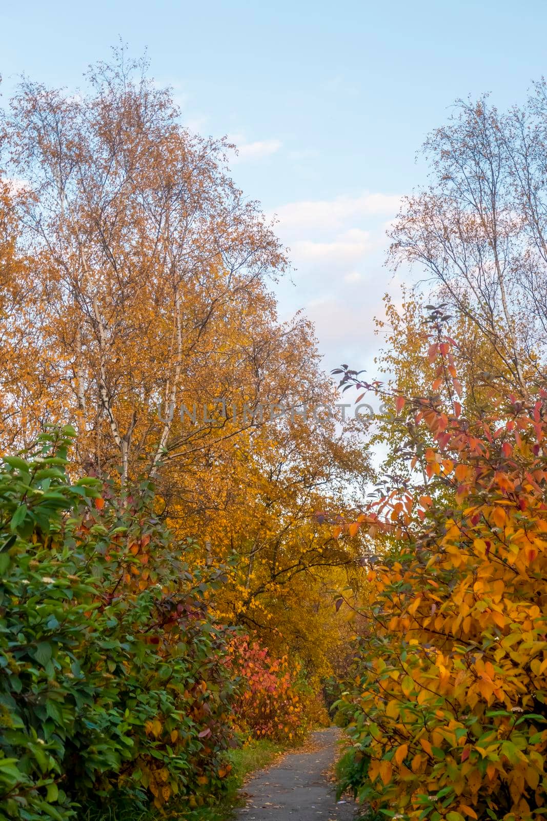 Blue sky with white clouds over the crown of a tree with red and yellow leaves. High quality photo