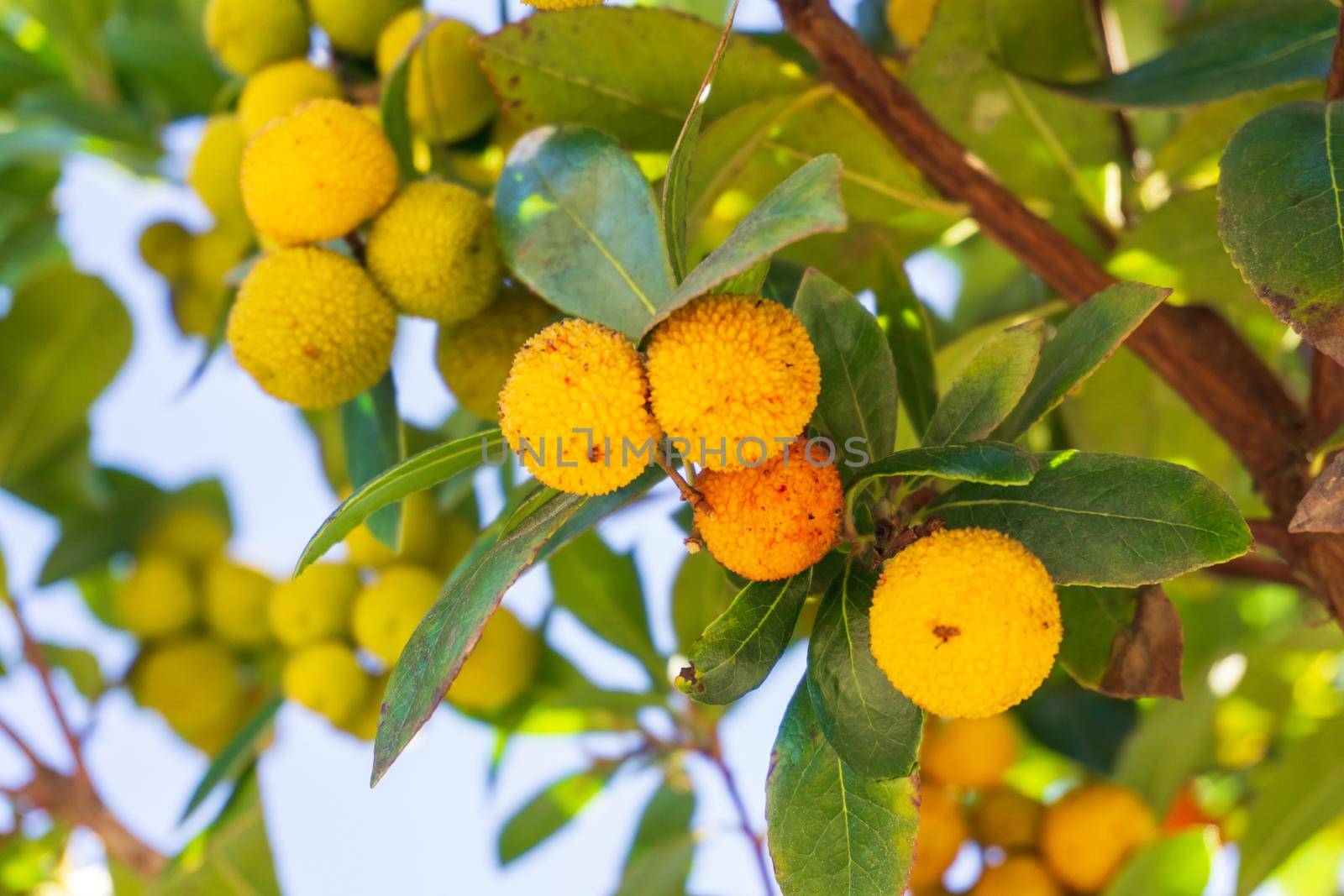 Yellow thorny Arbutus fruits ripen on a branch in an orchard close up