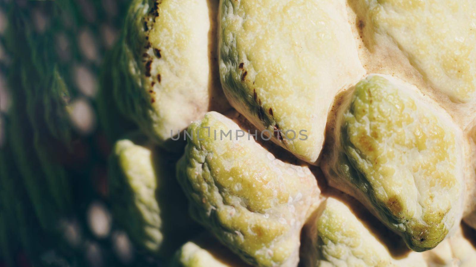 Abstract mystic background beauty nature wallpaper. Real photo close-up macro sugar custard apple annona exotic tropical fruit. Oval scaly skin texture surface rough. Pale yellow beige color.