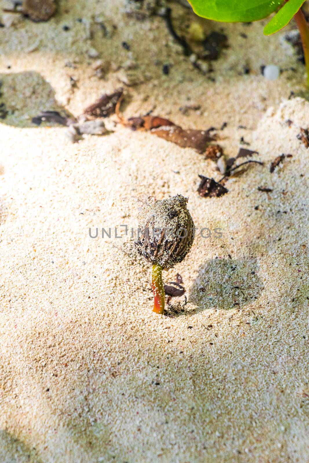 Germinating seedling seed of the pink violet purple morning glory or Goat's foot Ipomoea pes-caprae creeping flower plant flowers of railroad vine in Playa del Carmen Quintana Roo Mexico.