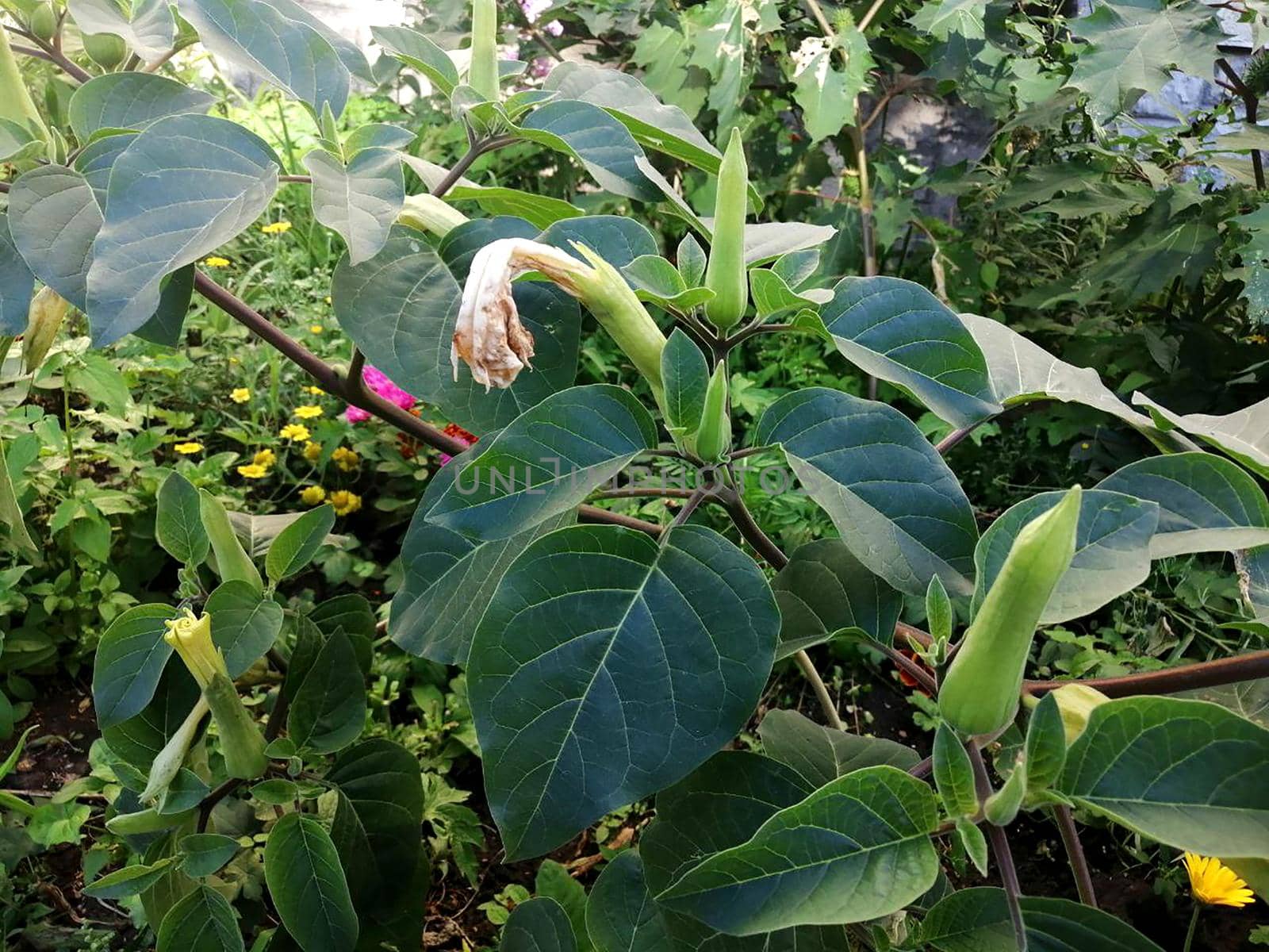 White Datura Candida Flowers with Green leaves