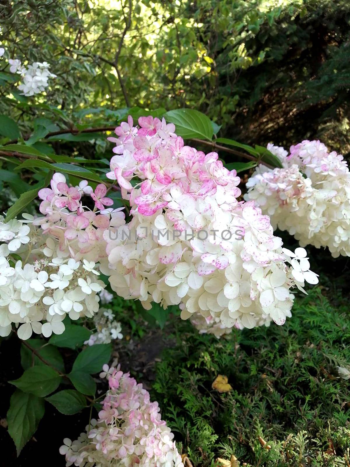 Species of flowering plant in the family Hydrangeaceae