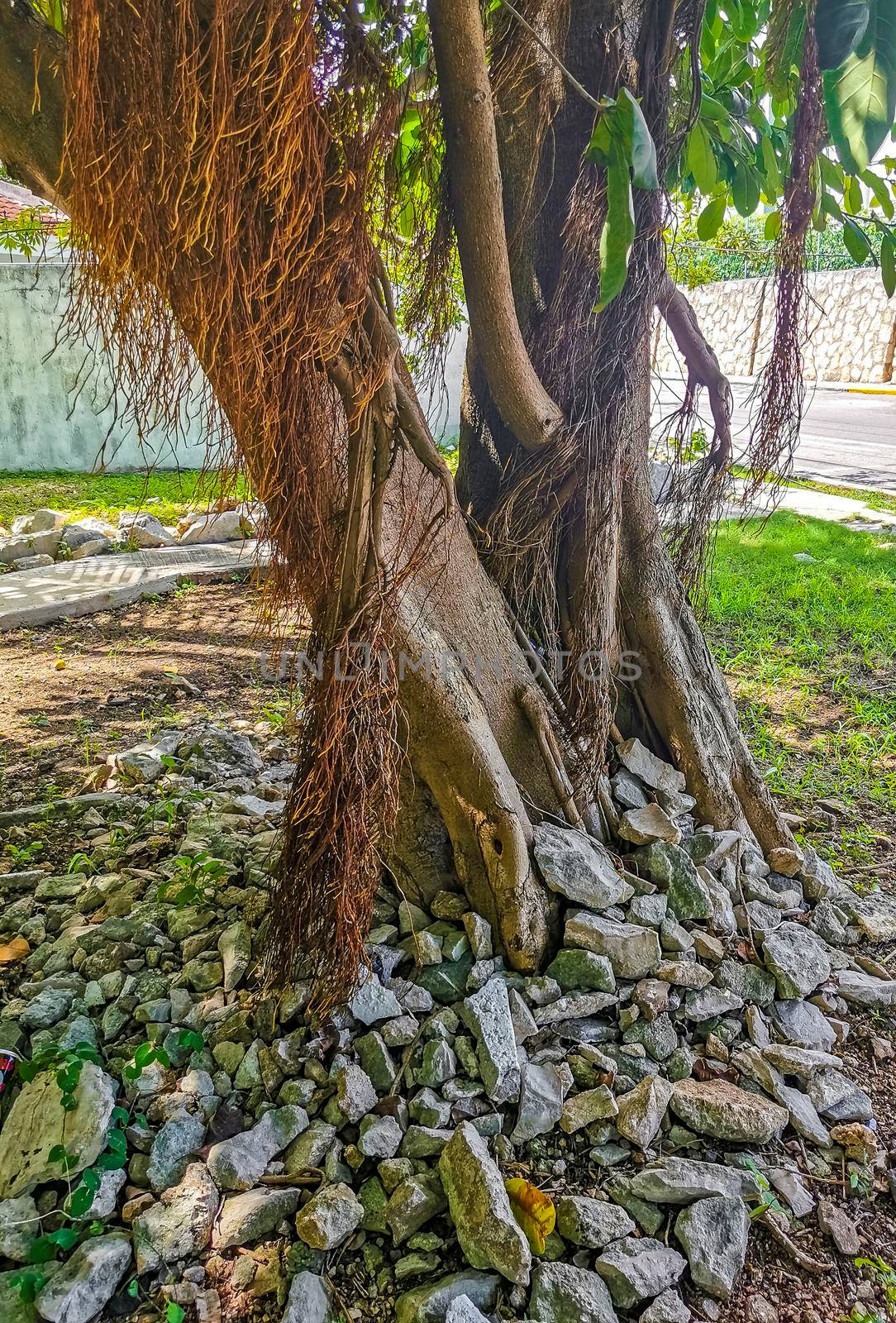 Huge beautiful Ficus maxima Fig tree Playa del Carmen Mexico. by Arkadij