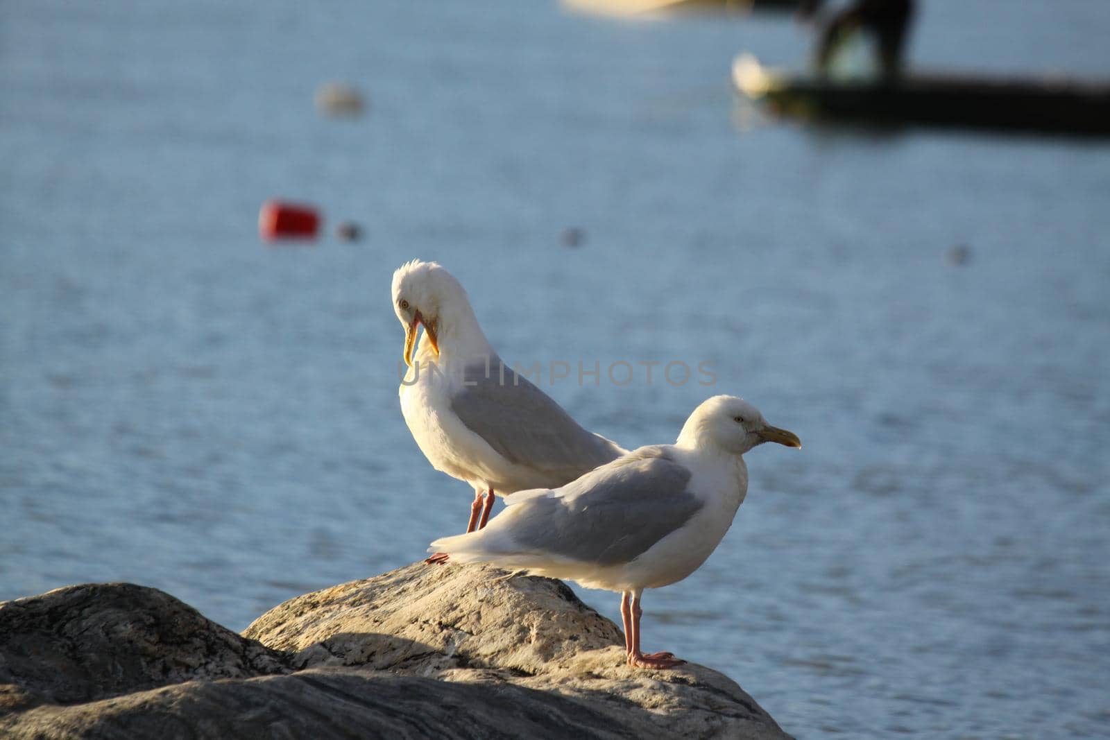 Two Glaucous gulls, Larus hyperboreus, on shore along Arctic ocean by Granchinho