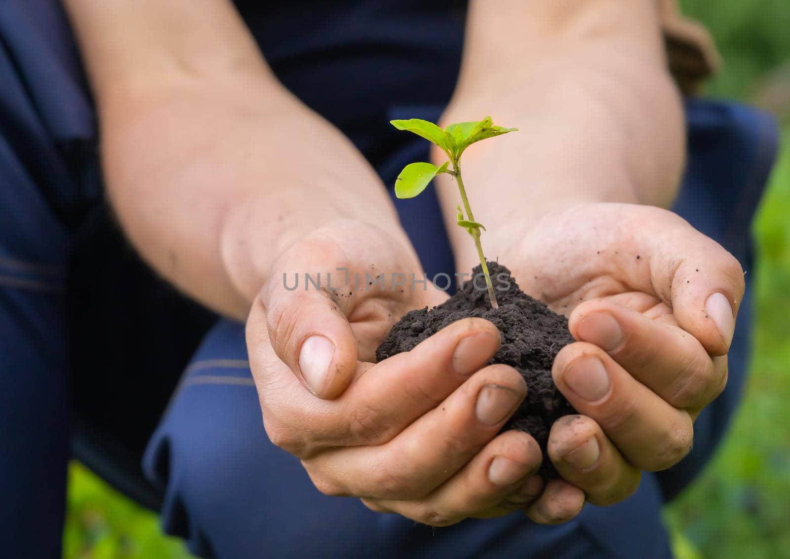 New life and growth concept. Seed and planting concept. Close up of gardener hands holding seedling. Hands are holding sapling with soil in cupped hands.