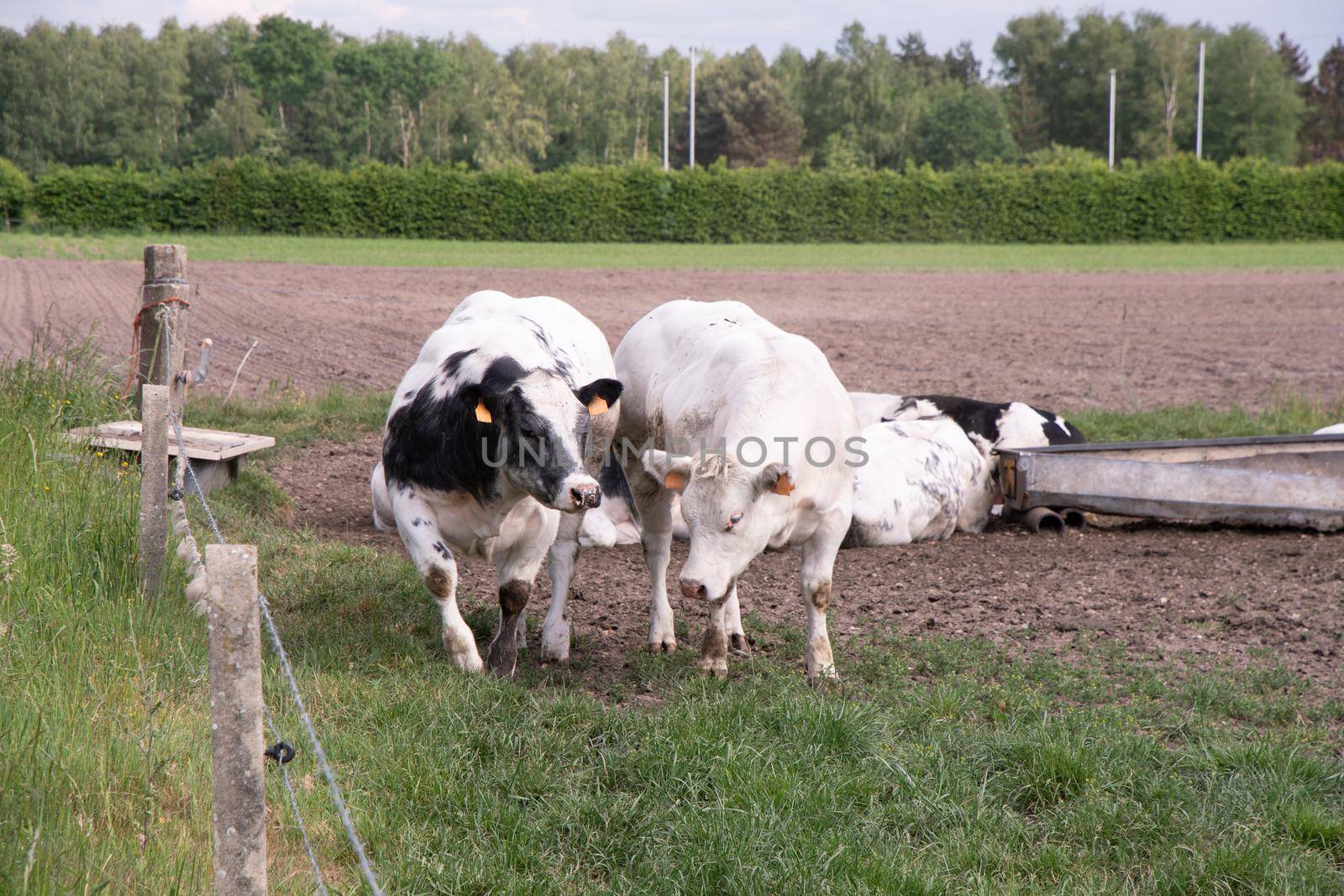 a group of beautiful multi-colored spotted black and white cows graze in a corral on green grass, a rural landscape in a village on the outskirts of the city, farming. High quality photo