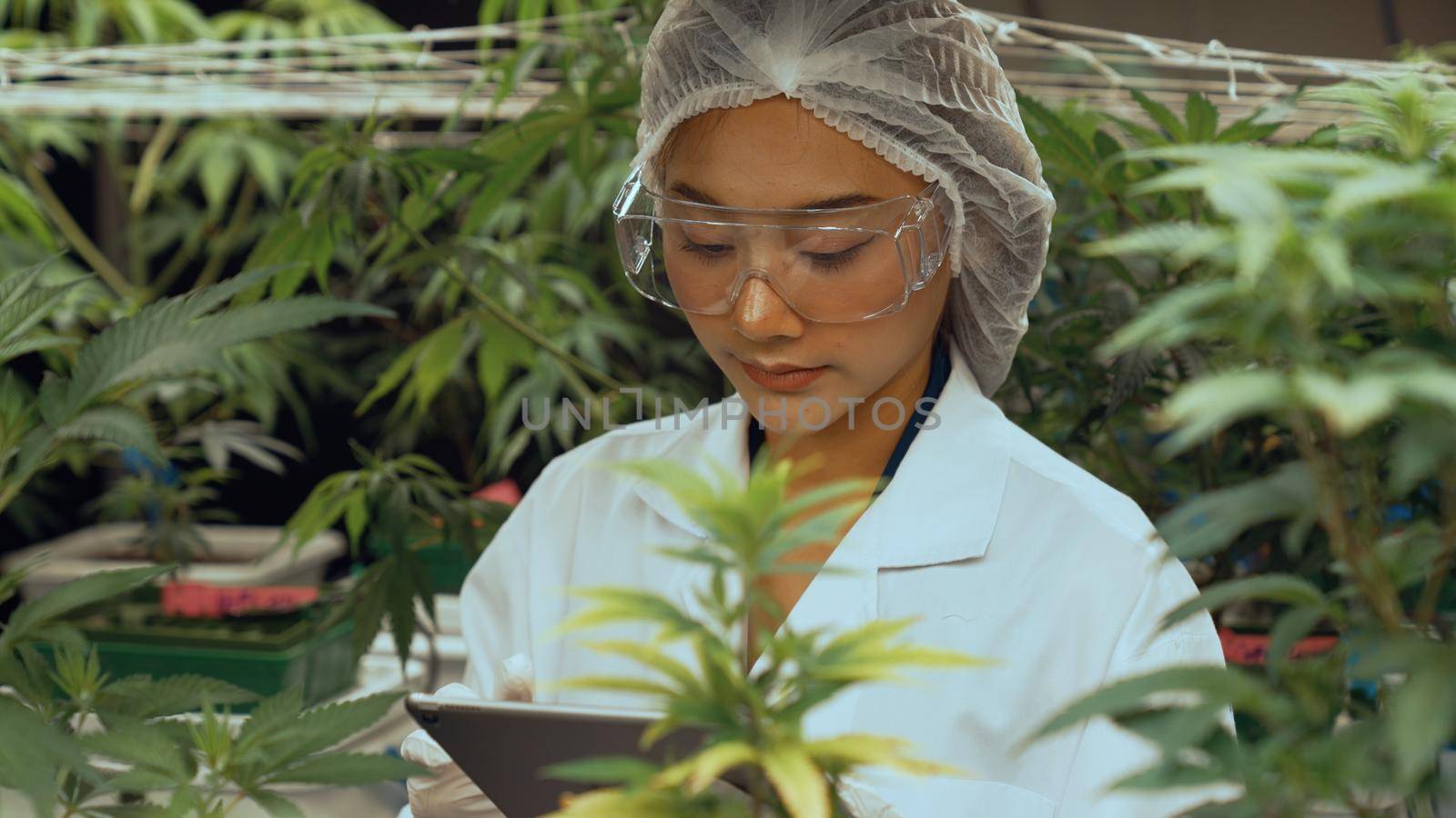 Scientist test cannabis product in curative indoor cannabis farm with scientific equipment before harvesting to produce cannabis products