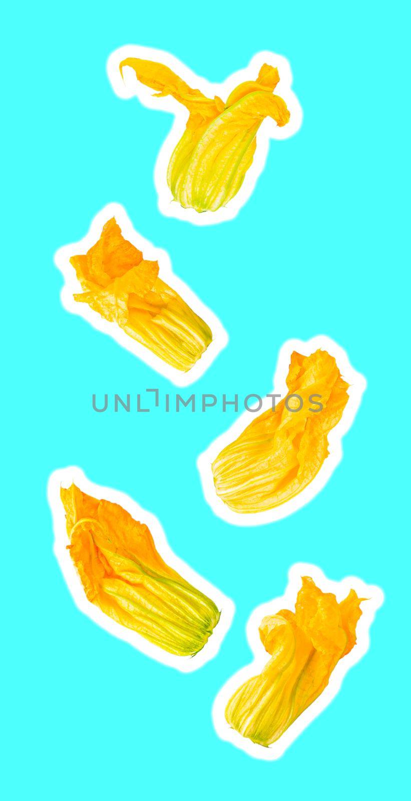 Isolated flying vegetables. Five courgette flowers falling on colored background with clipping path as package design element and advertising. Full depth of field. Zine style.