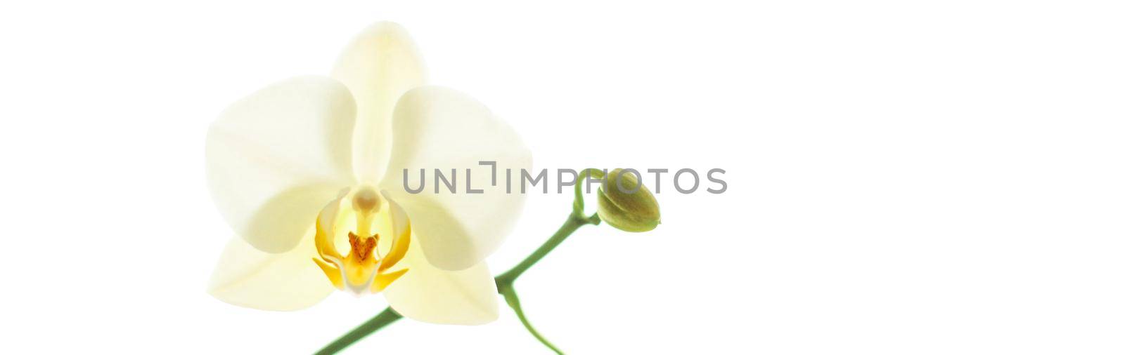 Blooming flowers, botanical design and nature beauty concept - Orchid flower in bloom, abstract floral art background