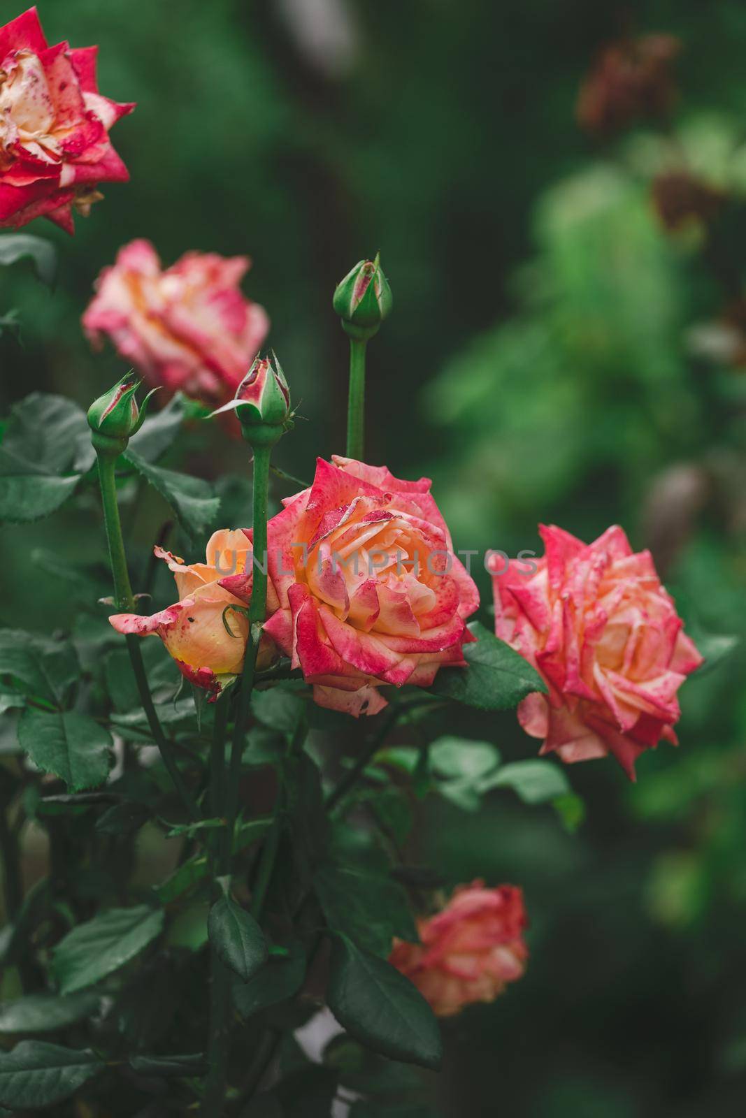 Growing rose bush with pink flowers and green leaves, summer day