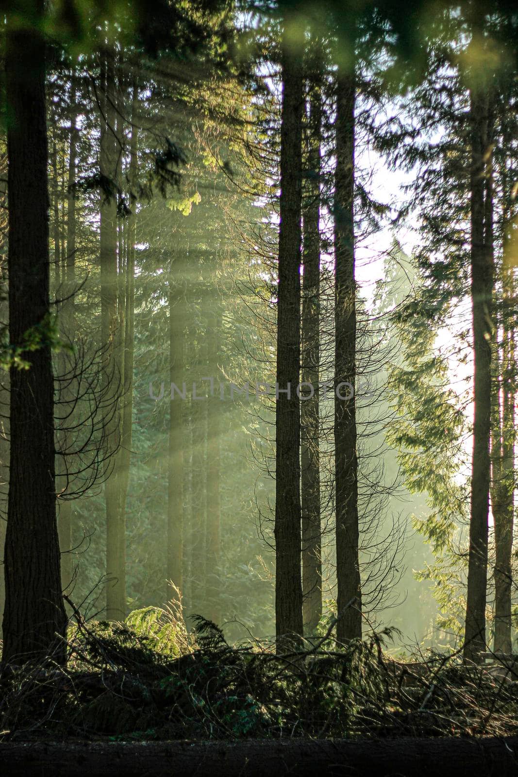 Dark forest with tall trees by barcielaphoto