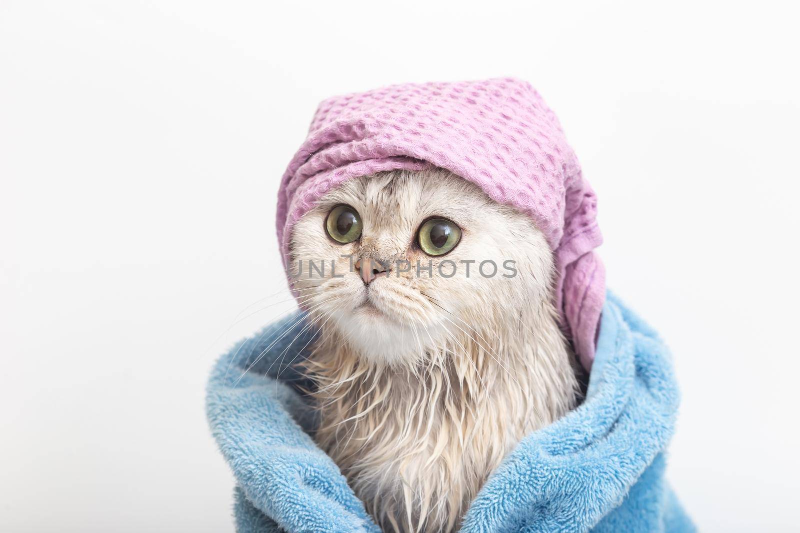 Funny wet white cute cat, after bathing, wrapped in a blue towel with his head, sitting on a white background, looking away. Close up