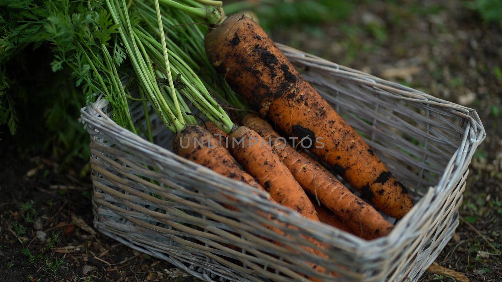 The farmer puts carrots in a straw basket that stands on the ground.
