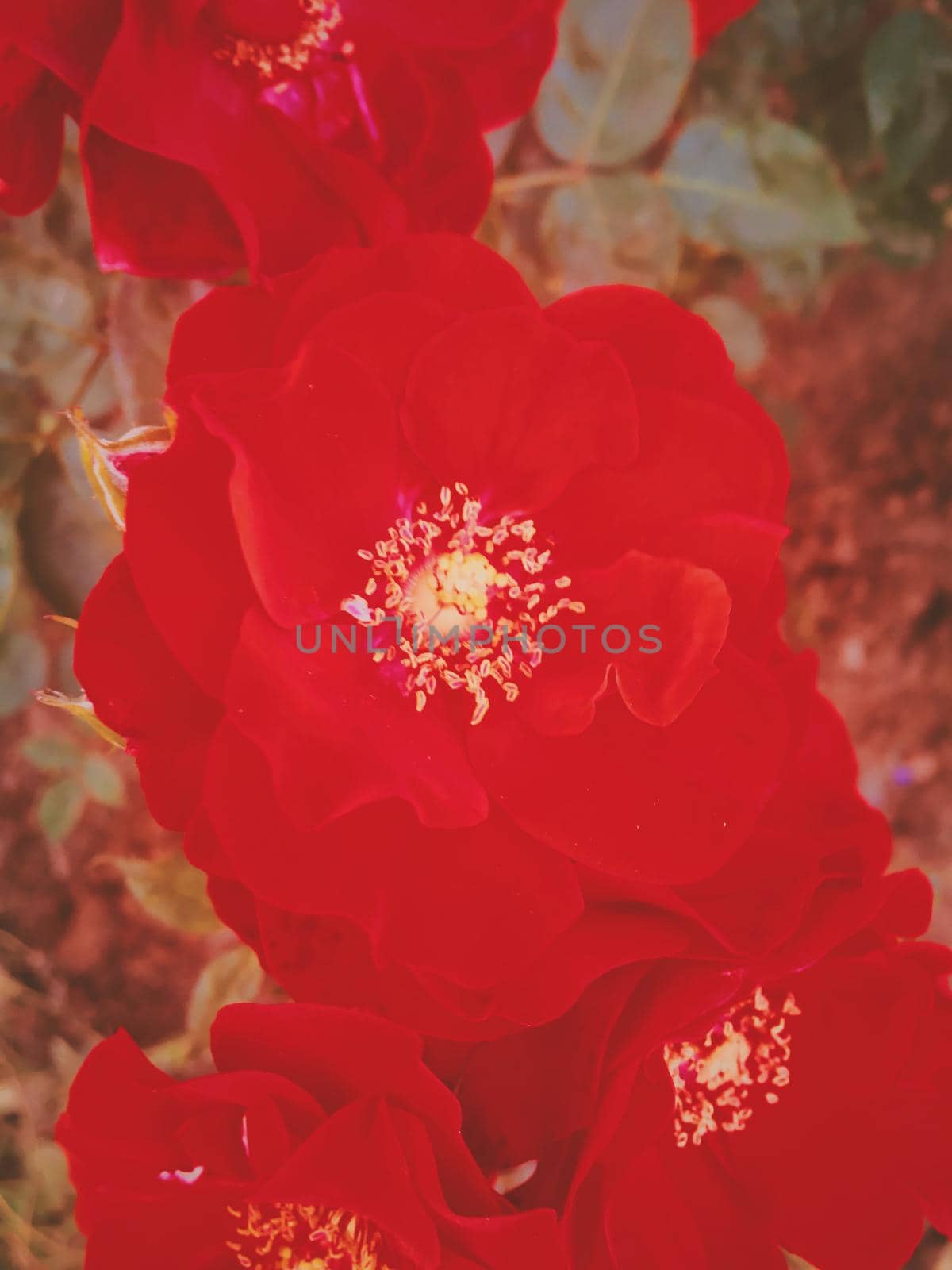 Red blooming garden rose flower at sunset, floral beauty background by Anneleven