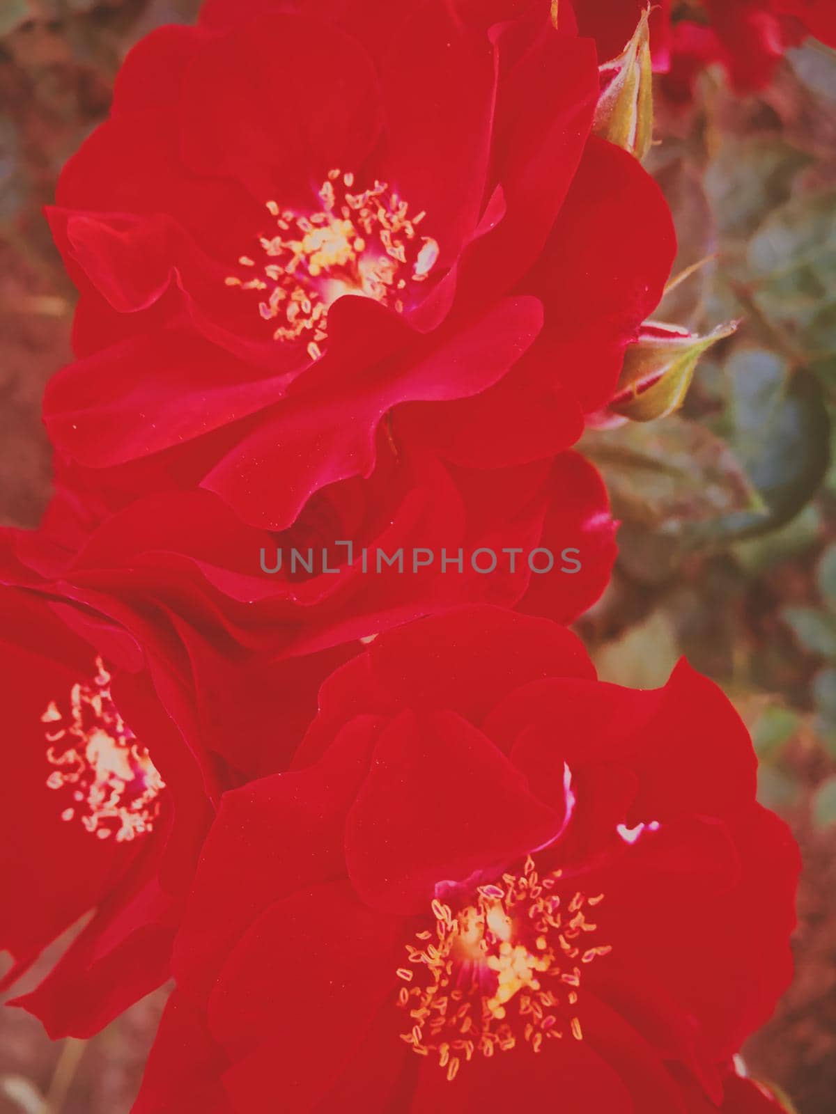 Flowers in bloom, beautiful nature and romantic design concept - Red blooming garden rose flower at sunset, floral beauty background