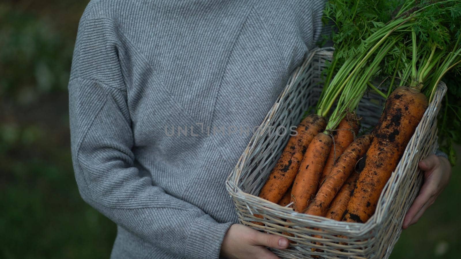 Woman farmer in a gray turtleneck carries a ripe young carrot in a straw basket close-up.