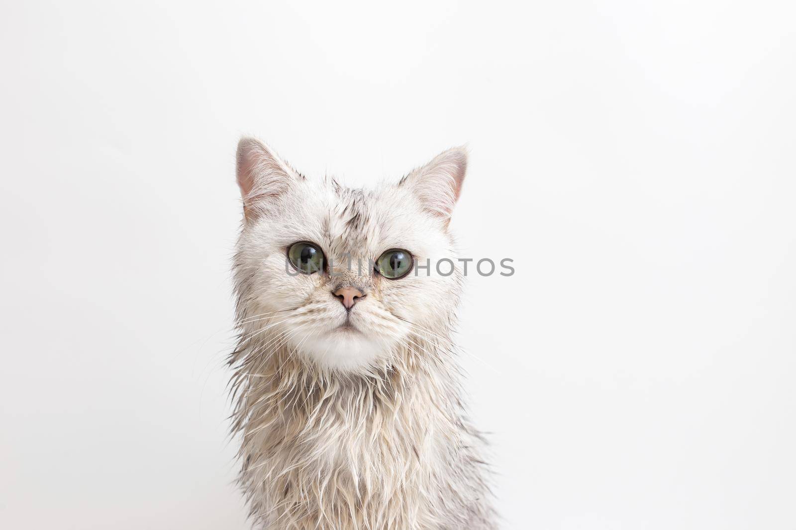 Funny wet white cute cat, after bathing, sits on a white background, look at camera. Close up. Copy space