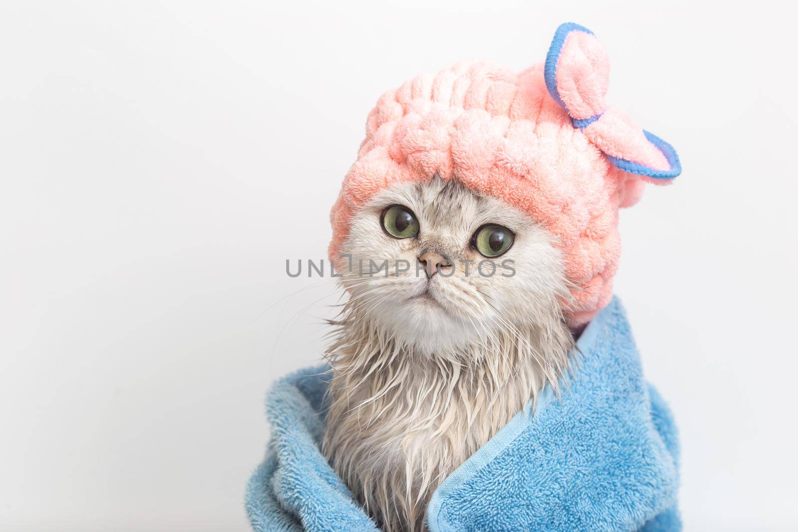 Cute wet white cute cat, after bathing, wrapped in a blue towel in a pink terry cap on his head, on a white background. Close up