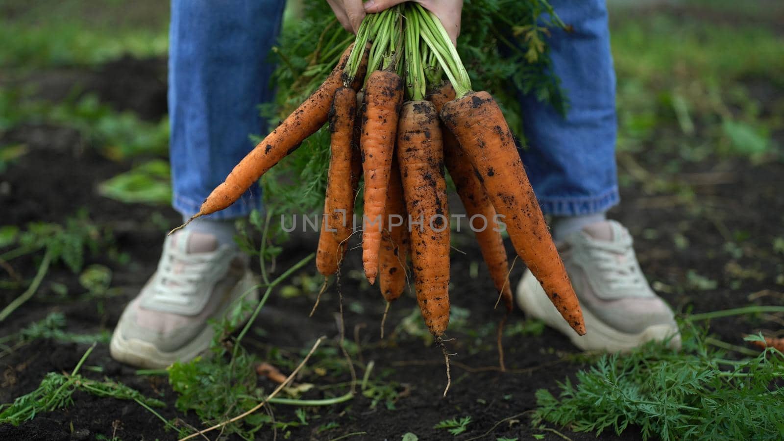 A young woman gathers carrots in her hands in the garden and holds a bunch of carrots by the tops by Petrokill