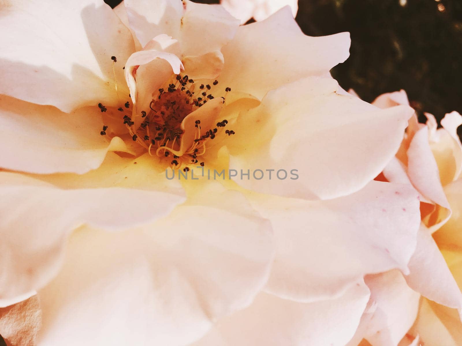 Wonderful blooming rose flower at sunset, floral beauty background by Anneleven