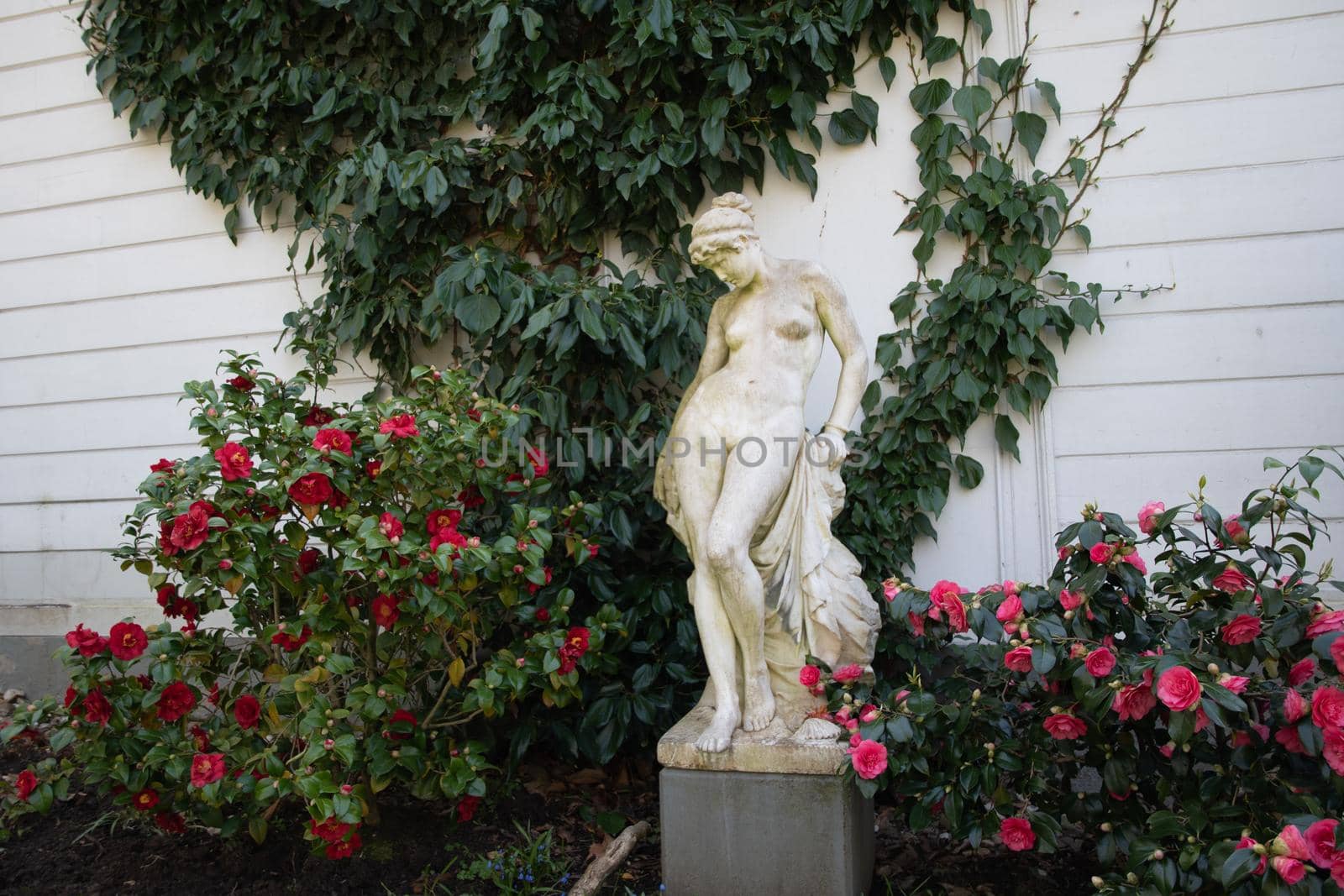 a female statue made of plaster against the background of a flowering bush of pink camellia, High quality photo