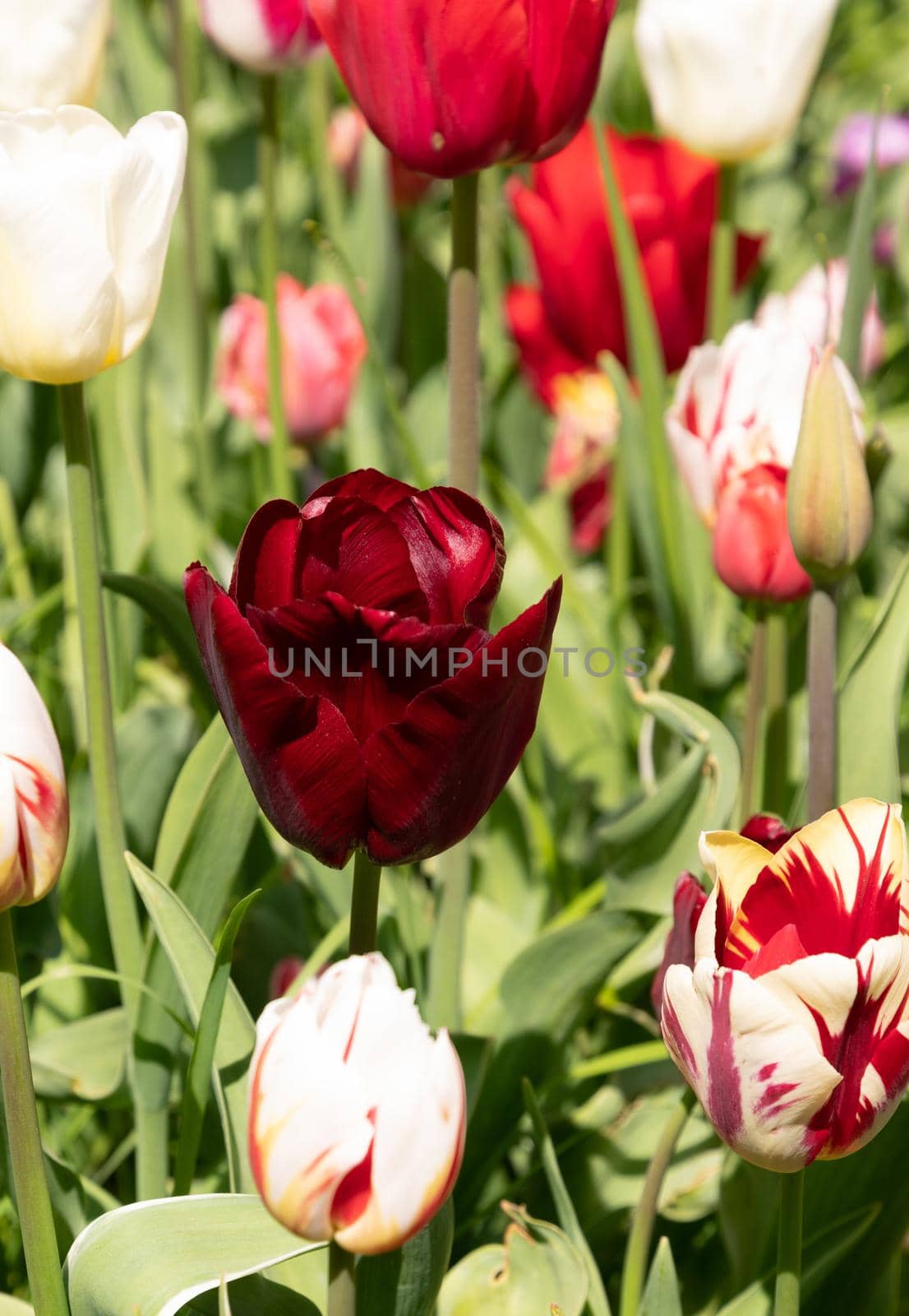 spring flower beds of blooming colorful pink purple tulips in a large park, High quality photo