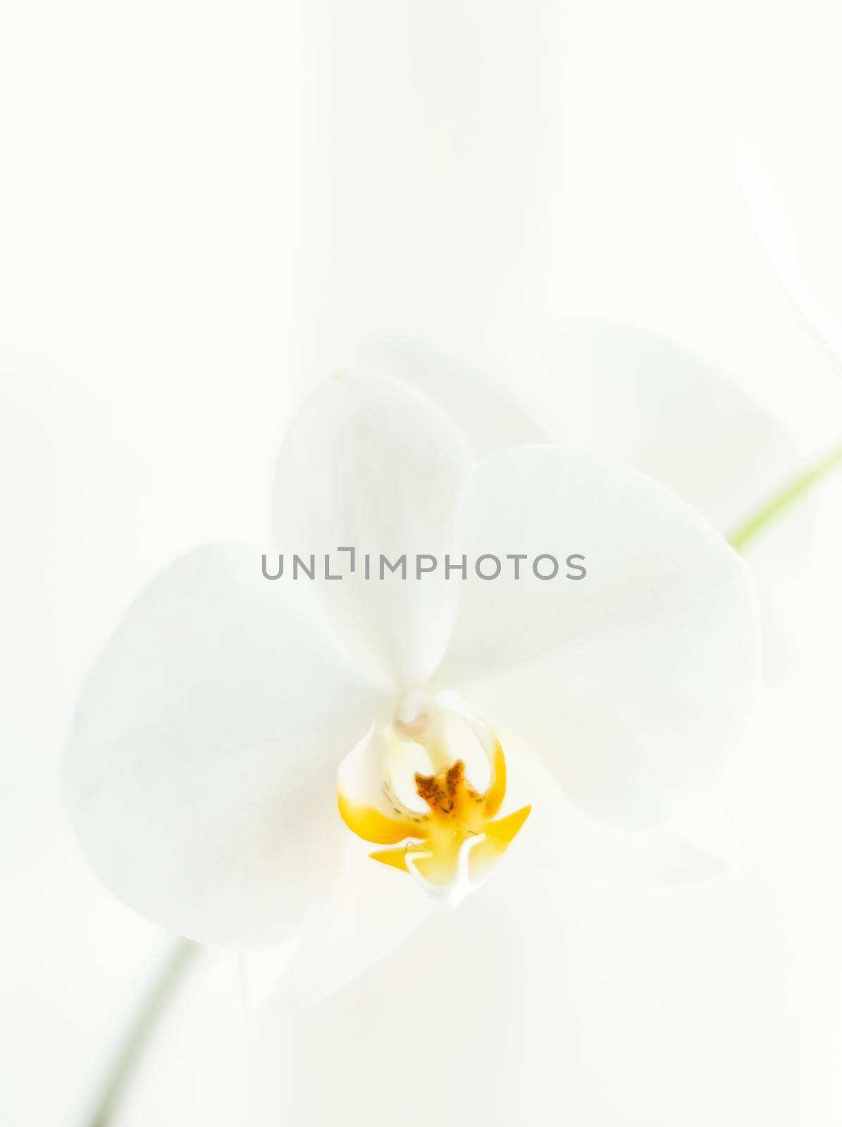 White orchid flower in bloom, abstract floral blossom art background and flowers in nature for wedding invitation and luxury beauty brand holiday design by Anneleven