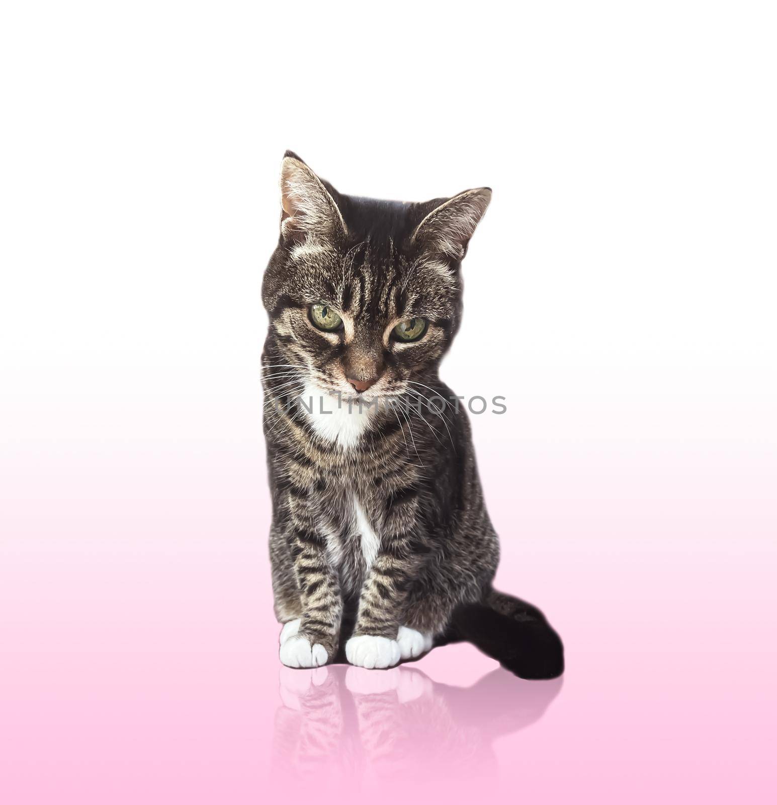 Beautiful female tabby cat, lovely adorable pet, studio portrait