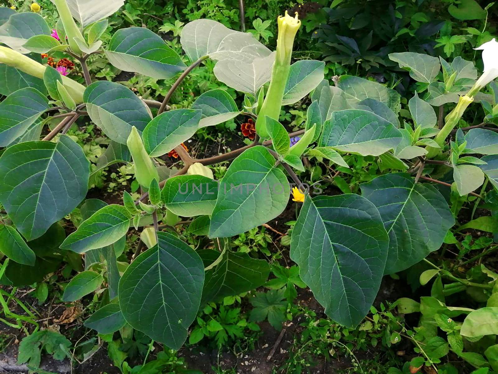 White Datura Candida Flowers with Green leaves