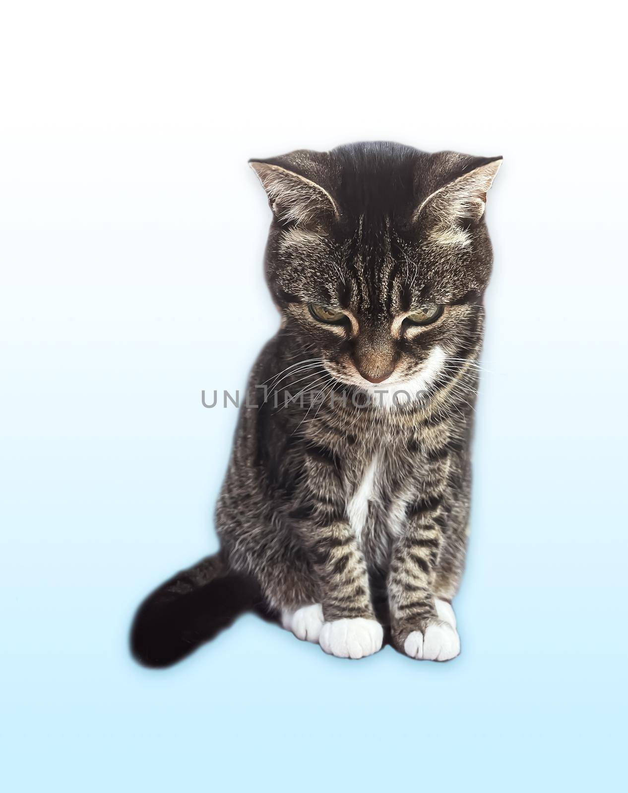 Beautiful female tabby cat, lovely adorable pet, studio portrait