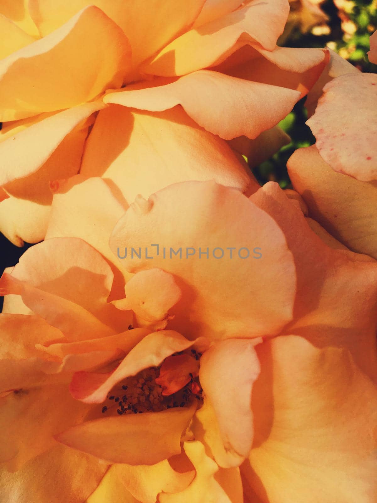 Wonderful blooming rose flower at sunset, floral beauty background by Anneleven