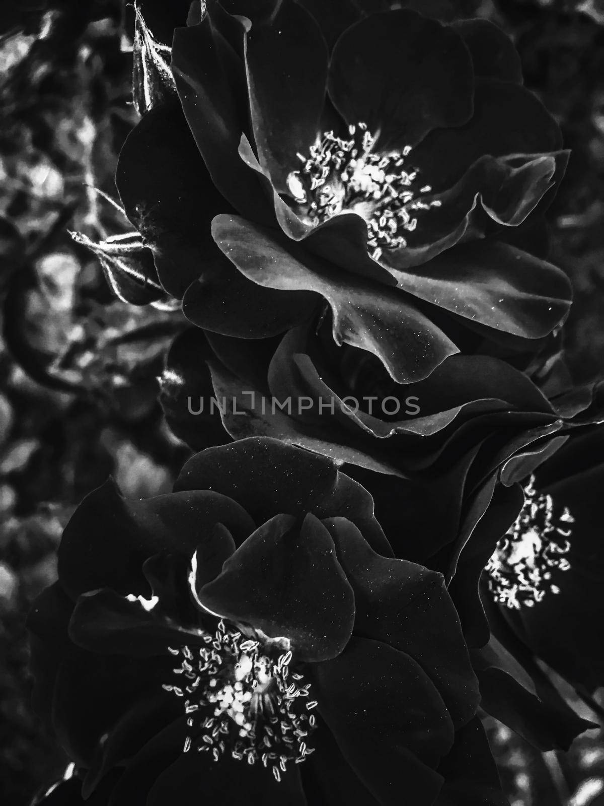 Black blooming garden rose flower at sunset, floral beauty background by Anneleven