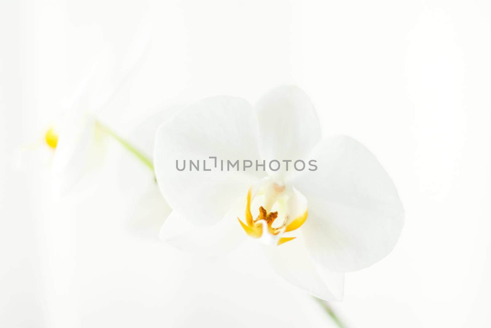 Blooming, branding and botanical concept - White orchid flower in bloom, abstract floral blossom art background and flowers in nature for wedding invitation and luxury beauty brand holiday design
