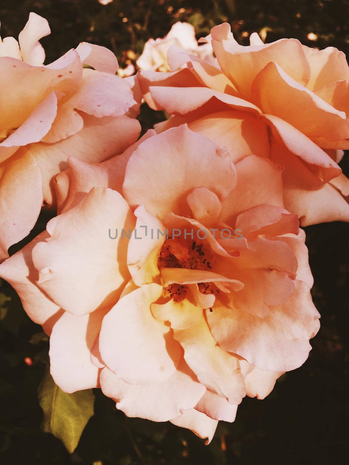 Garden flowers, beautiful nature and romantic holiday concept - Wonderful blooming rose flower at sunset, floral beauty background