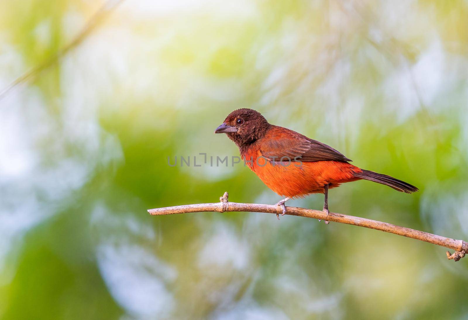 Crimson backed tanager perched on a branch in Panama