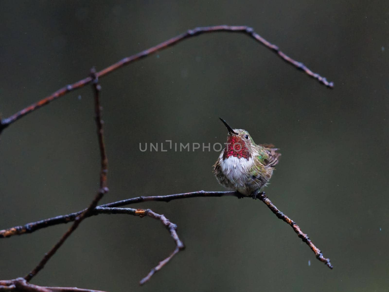 Broad tailed hummingbird perched on a tree in the rain in Arizona